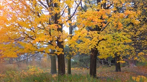 City Park Background, Beautiful Fall Nature Landscape, Maple Leaf Tree Video stock 89152545