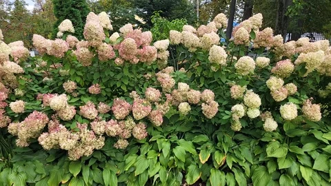 In the city park, beautiful inflorescences of the hydrangea ornamental shrub Stock Footage 319348973