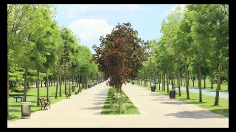 City Park Between Trees Under Blue Sky In The Daylight Stock Footage 295643474