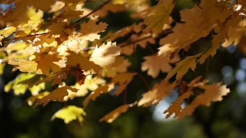 City Park in the fall. Stock Footage 96586611