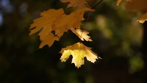 City Park in the fall. Video stock 97140951
