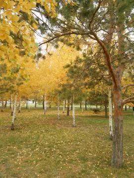 City park in fall time Stock Photos