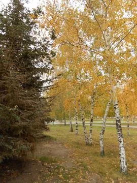 City park in fall time Stock Photos