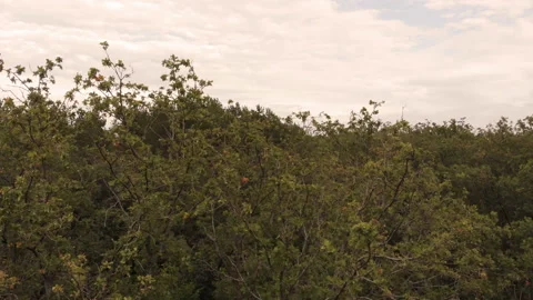 City park Stock Footage 146802639