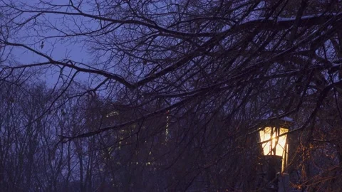 City park by night Stock Footage 148291672