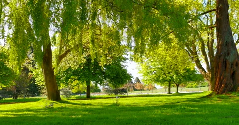 City Park Sky Willow Trees in Green, Warm Spring Summer Day, Beacon Hill Park Stock Footage