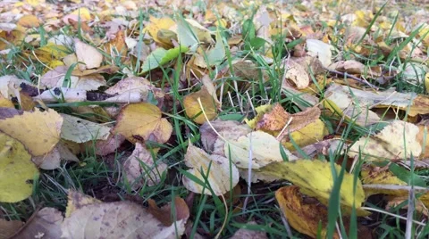City Park, streets and alleys of the city in the autumn Stock Footage