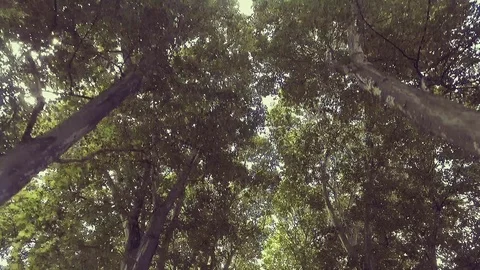 City Park Trees Stock Footage 93831701
