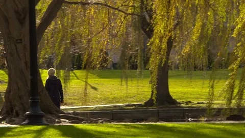 City Park with Willow Tree Foreground and Pedestrian Stock Footage 127258610