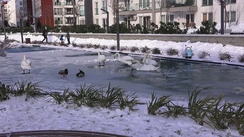 City park in winter Stock Footage 71295603