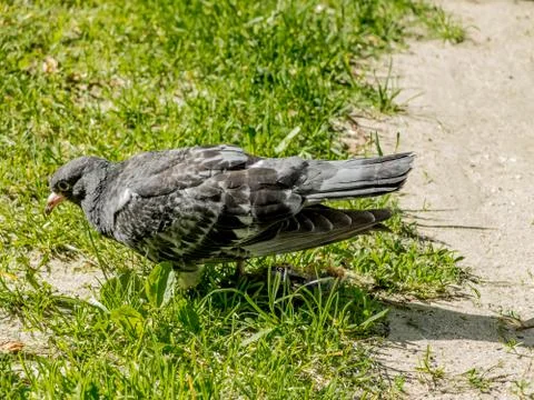 City pigeon in grass Stock Photos