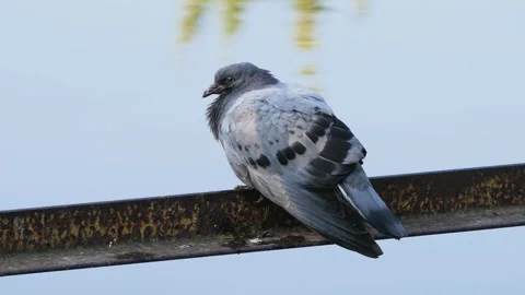 City pigeon perching calmly on a rusty iron beam over a lake. Stock Footage 342896647