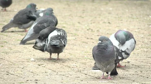 City Pigeons - close up Stock Footage 89900005