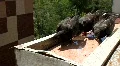 City pigeons HD Footage