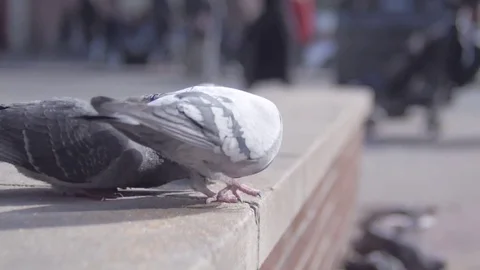 City Pigeons Stock Footage