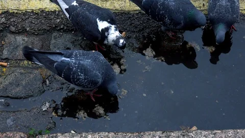 City Pigeons Stock Footage 122745547