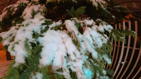 City pine tree covered with snow. Stock Footage 200210775