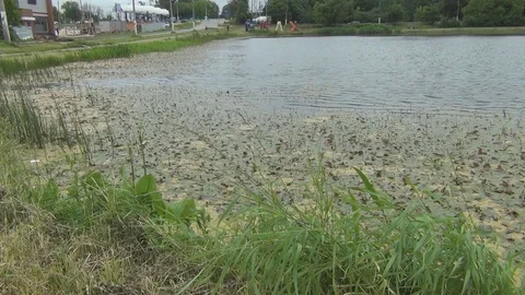 City pond on a summer cloudy day Stock Footage 78236109