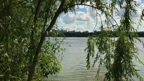 A city, a river and a tree Stock Footage 93195106