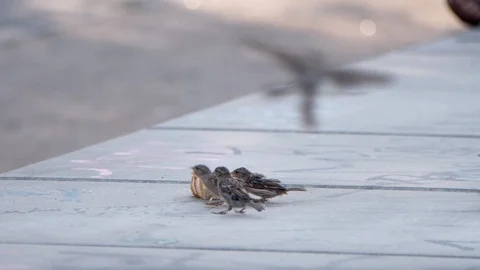 City Sparrows Eating Bread Stock Footage 93253938