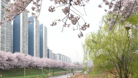 City spring landscape, cherry blossoms along the city path. Flowering trees Stock Footage 276724324