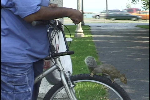City Squirrel Being Fed Stock-Footage 297127