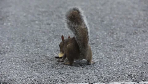 City Squirrel Eating Close up Stock Footage 6701210