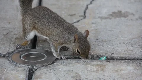 City squirrel eating closeup Stock Footage 6705215