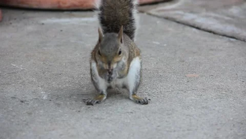 City squirrel eating Stock Footage 6708717