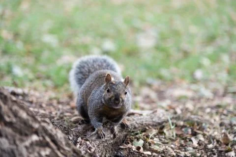 City squirrel looking Stock Photos