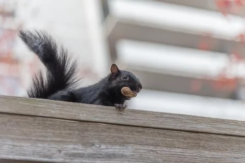 City squirrel with a nut Stock Photos