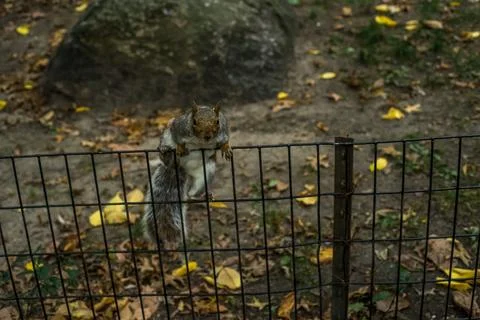 City Squirrel 写真素材
