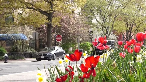 CITY TRAFFIC IN SPRING Stock-Footage 195954737