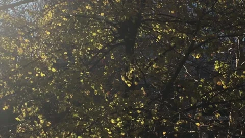 City tree Stock Footage 131142345