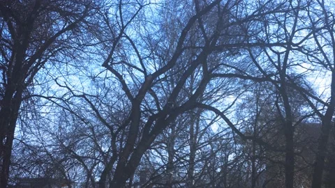 City tree Vídeo Stock 178467491