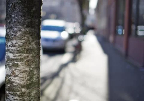 City tree Stock Photos
