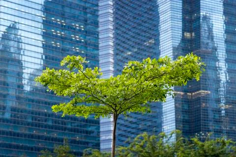 City tree Stock Photos