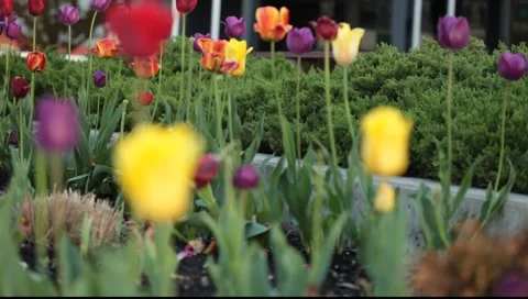 City tulips Video stock 5654234