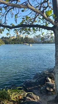 City View Through Tree Branches by the Water Stock Photos