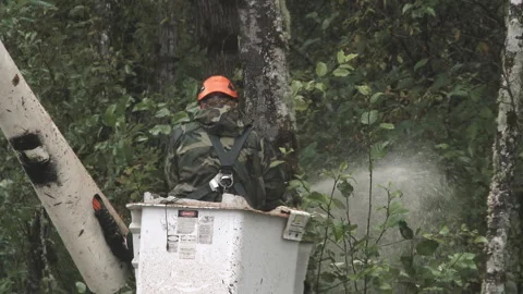 City Worker Sawing Down Forest Trees Stock Footage 254804885