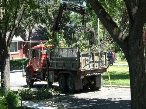City workers cutting and pruning maple tree Stock Footage 77259095