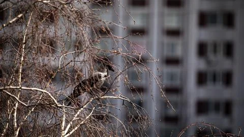 A cityscape background featuring a squirrel perched on a tree in an urban Stock Photos