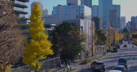 A cityscape of traffic jam at the yellow gingko street in the city in autumn Stock Footage 325434383