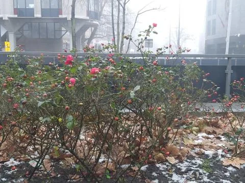 A cityscape in winter Stock Photos