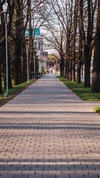 Cityside Walkway with Leafless Trees Stock Photos