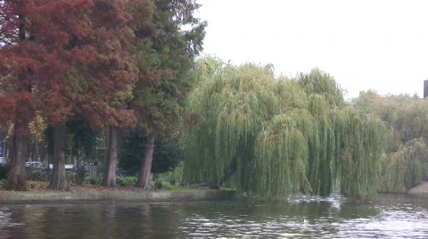 Citytrees1 Stock Footage 108317
