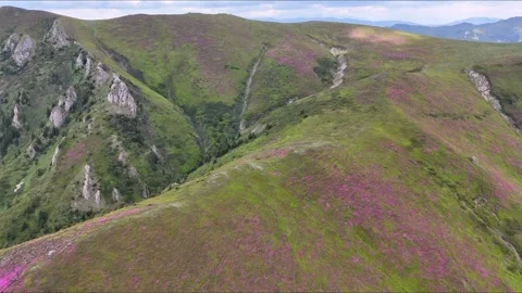 Ciucas Mountains dense rhododendron slope and rocky ravine aerial Stock Footage 337110973
