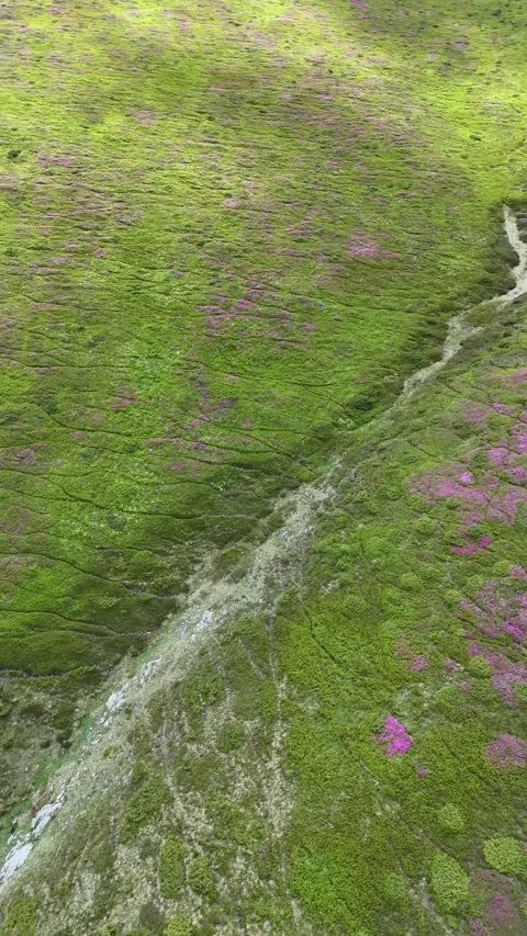 Ciucas Mountains rhododendron slope with stream ravine aerial view Stock Footage 337111226