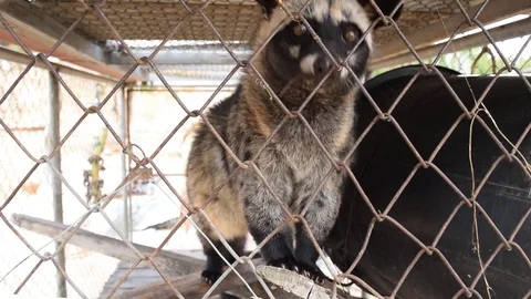 Civet  in a cage eating banana from people. Stock Footage