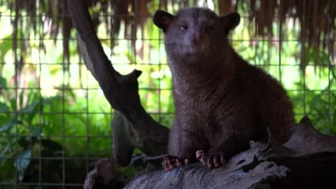 Civet cat which is native to Indonesia, Bali. Stock Footage 131340812
